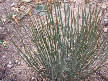 Chinese ephedra